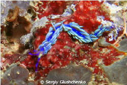 Nudibranch Cyti by Sergiy Glushchenko 